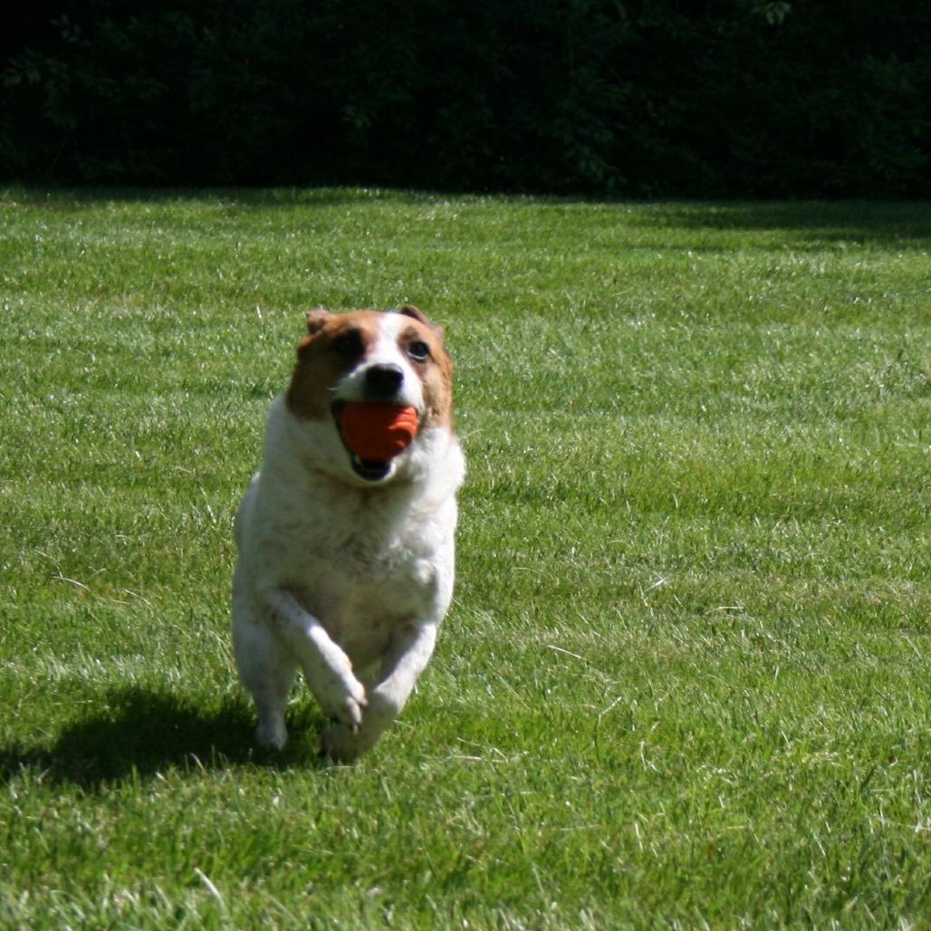 SUKA, Adoptable, Adult Female Jack Russell Terrier & Mixed Breed.