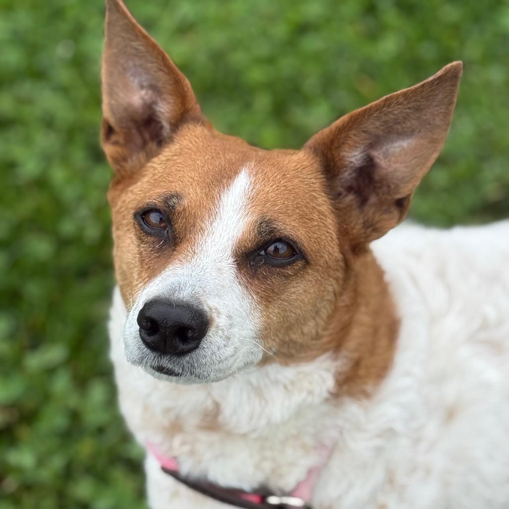 SUKA, a Adoptable mixed breed in Perkiomenville, PA image 1/6