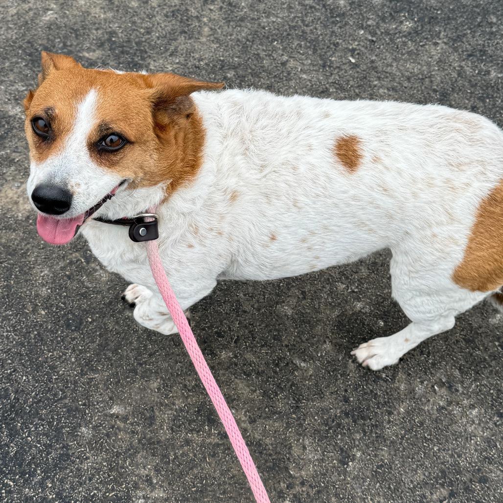 SUKA, a Adoptable mixed breed in Perkiomenville, PA image 1/6