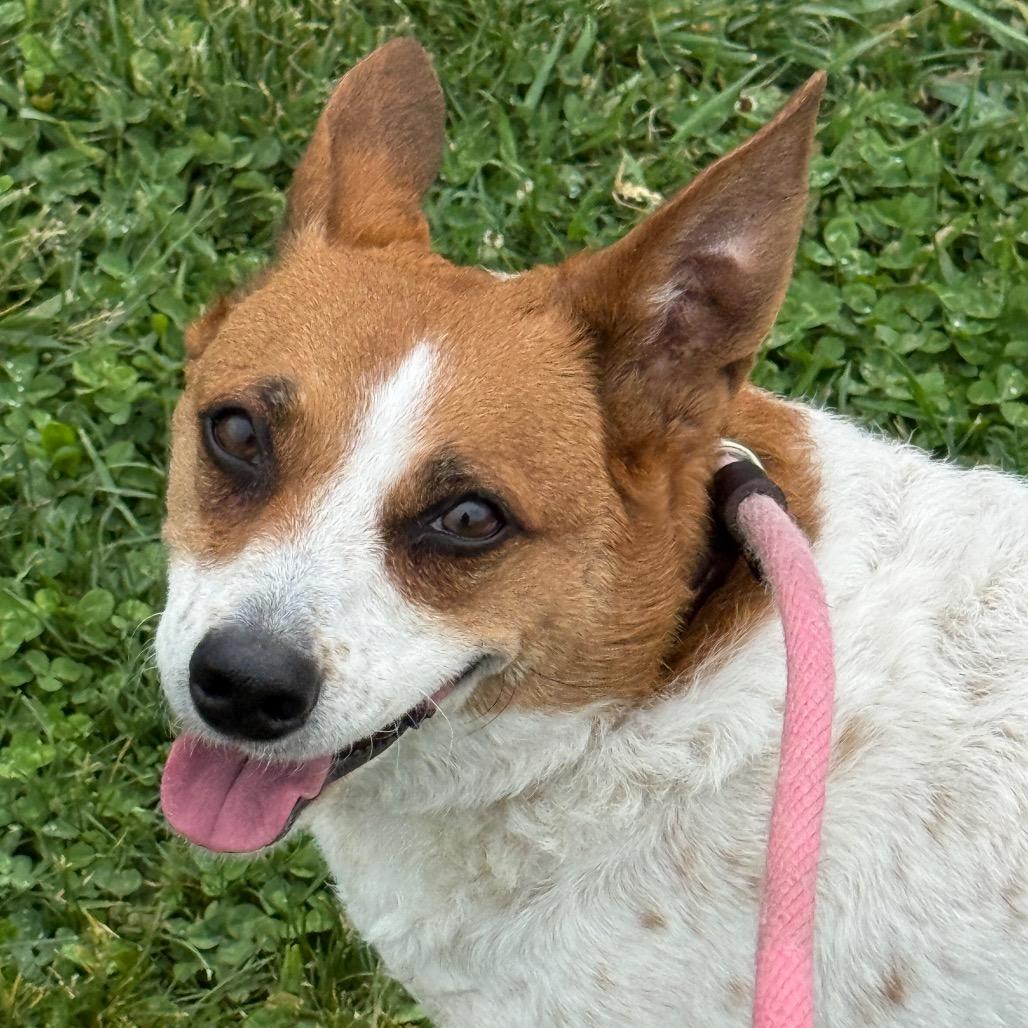 SUKA, a Adoptable mixed breed in Perkiomenville, PA image 2/6
