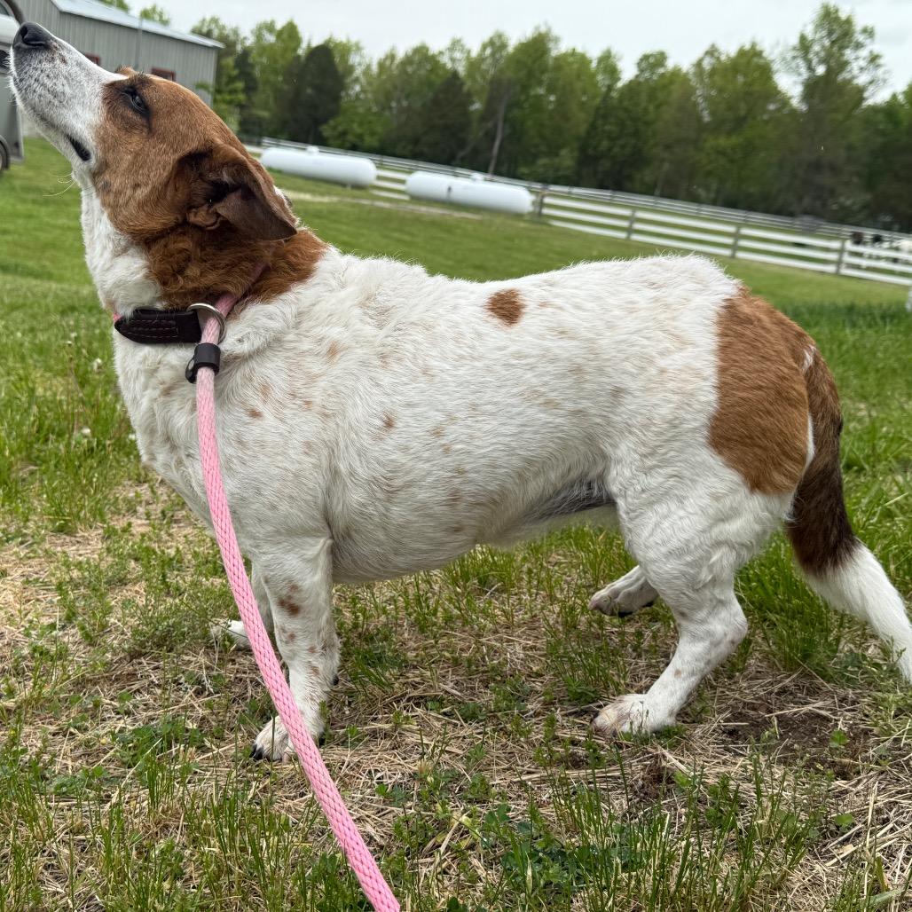 SUKA, a Adoptable mixed breed in Perkiomenville, PA image 3/6