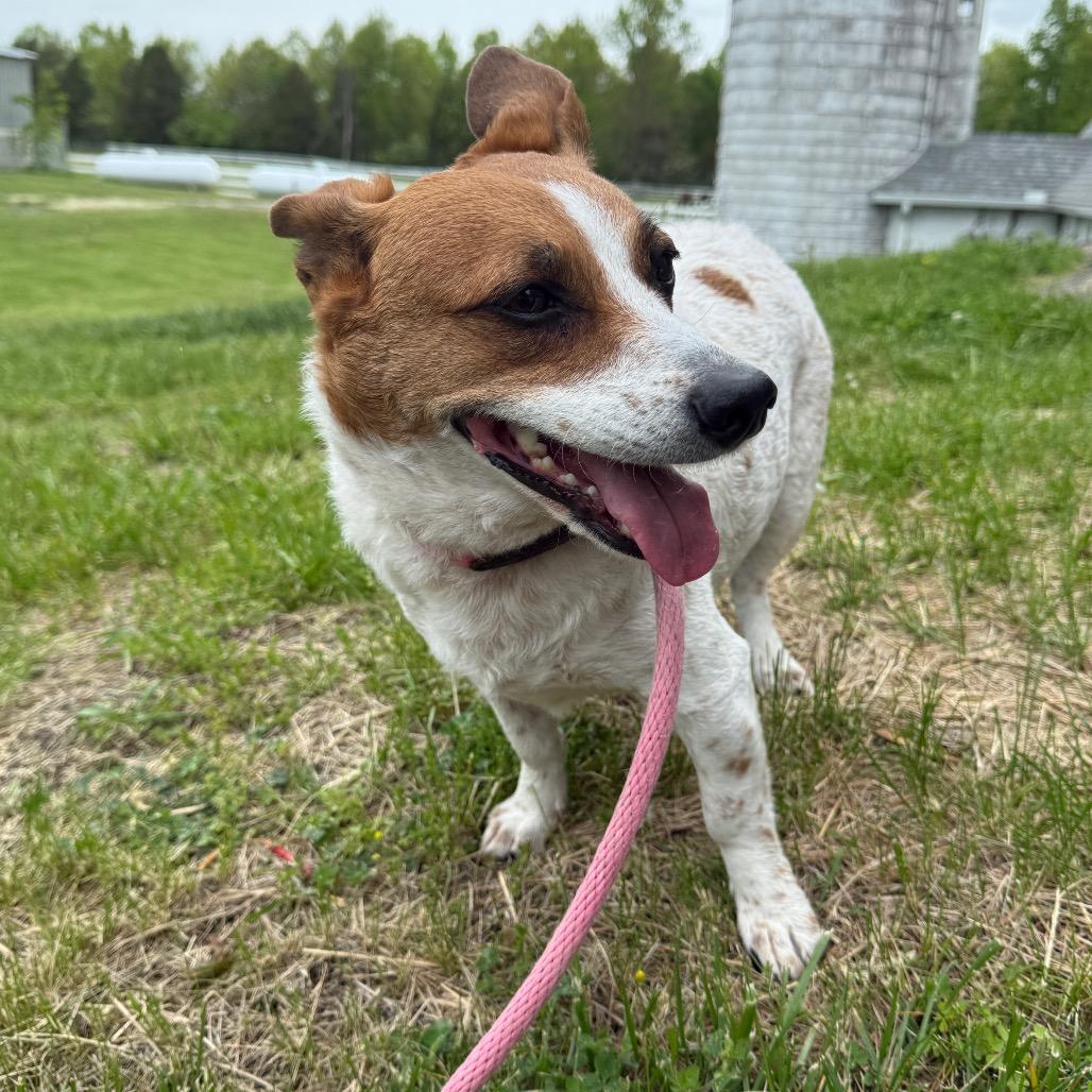 SUKA, a Adoptable mixed breed in Perkiomenville, PA image 4/6