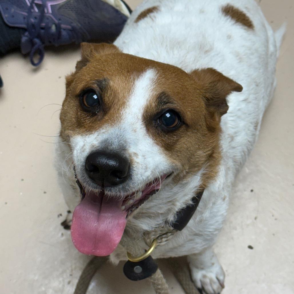 SUKA, Adoptable, Adult Female Jack Russell Terrier & Mixed Breed.