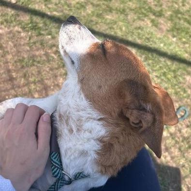 SUKA, a Adoptable mixed breed in Perkiomenville, PA image 6/6