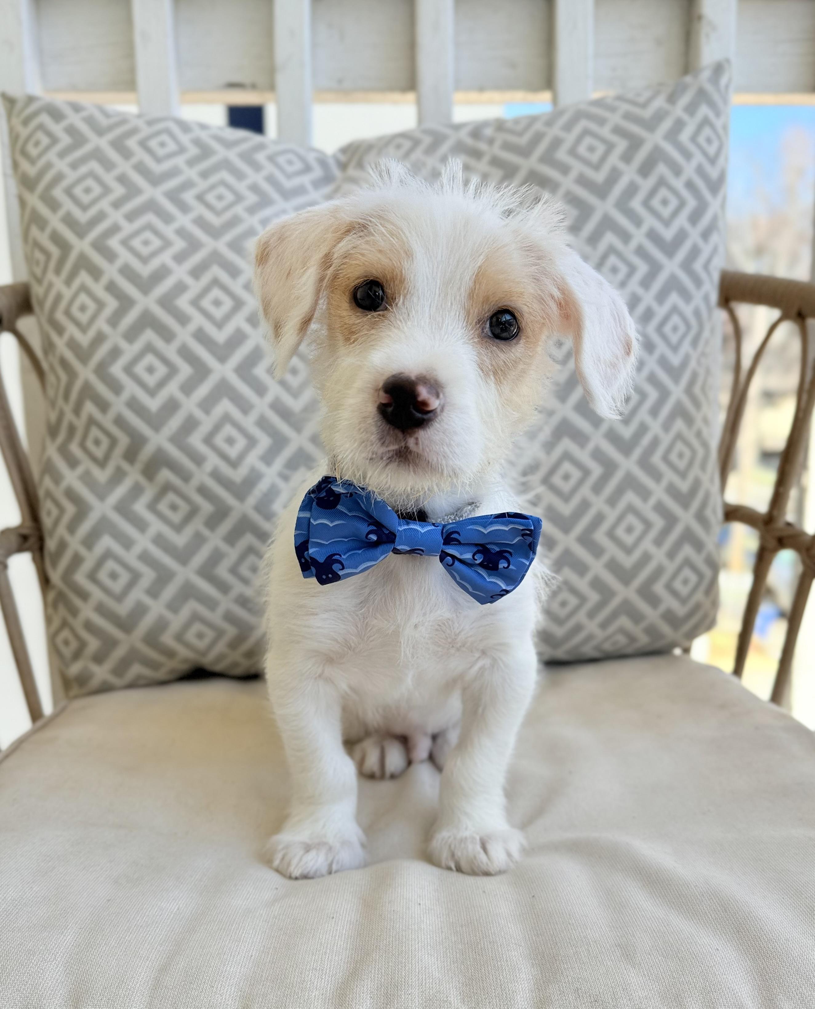 Henry, adopted, Puppy Male Jack Russell Terrier.