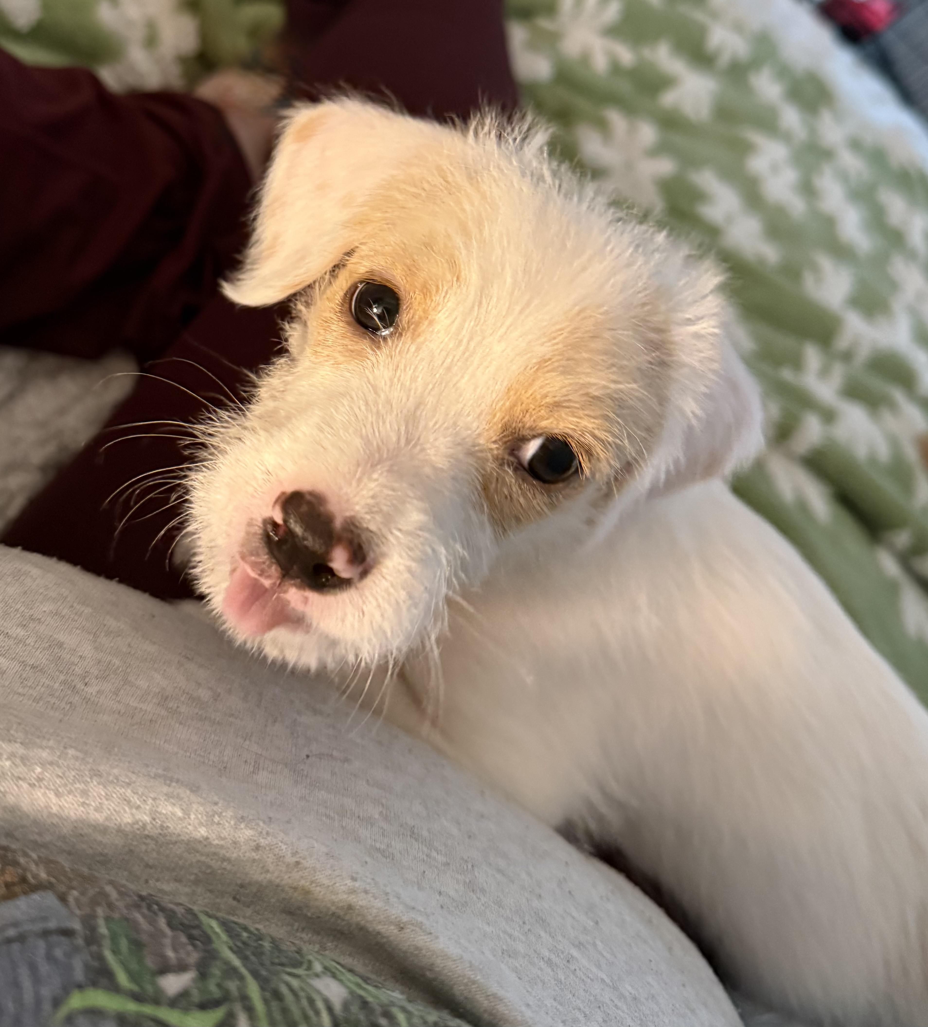 Enlarge Henry, an adopted mixed breed in Atlanta, GA image 5/6