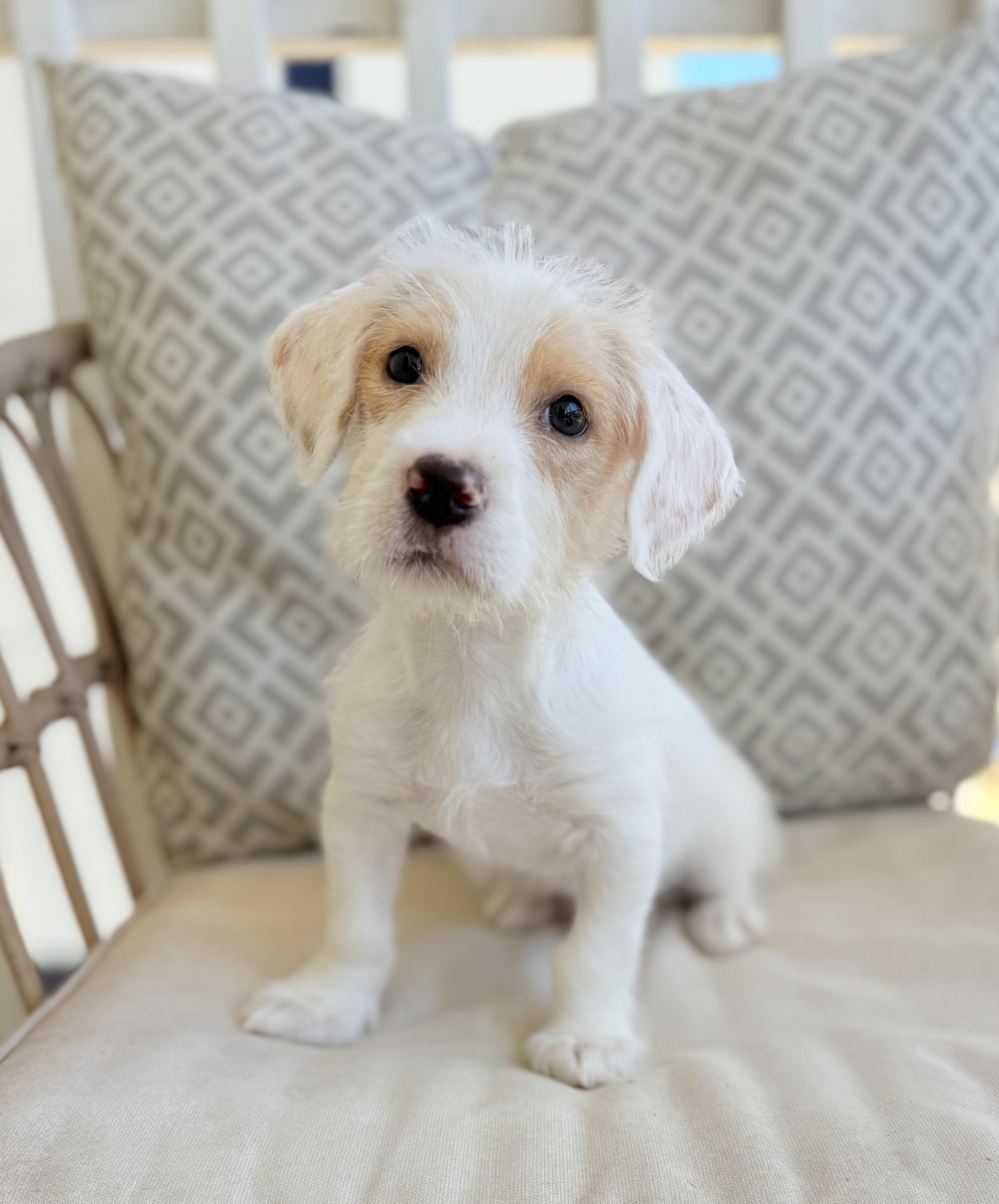 Enlarge Henry, an adopted mixed breed in Atlanta, GA image 2/6