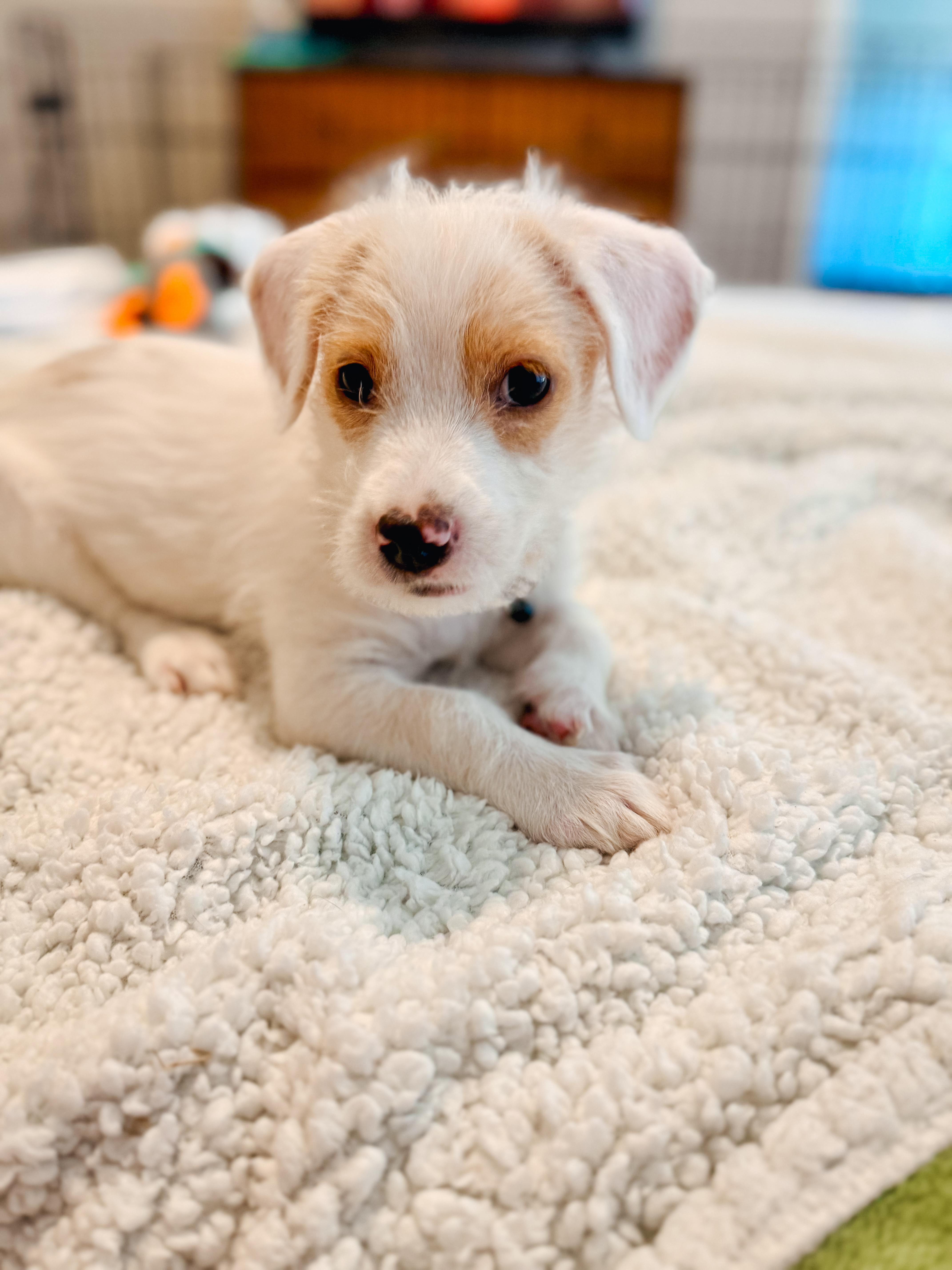 Enlarge Henry, an adopted mixed breed in Atlanta, GA image 3/6