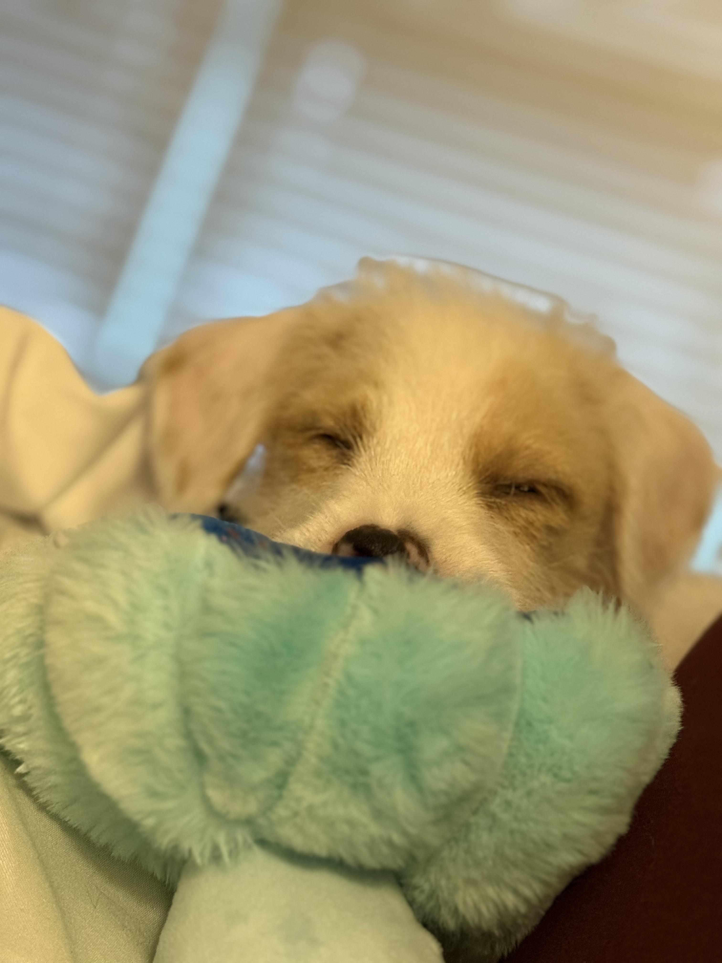 Enlarge Henry, an adopted mixed breed in Atlanta, GA image 6/6