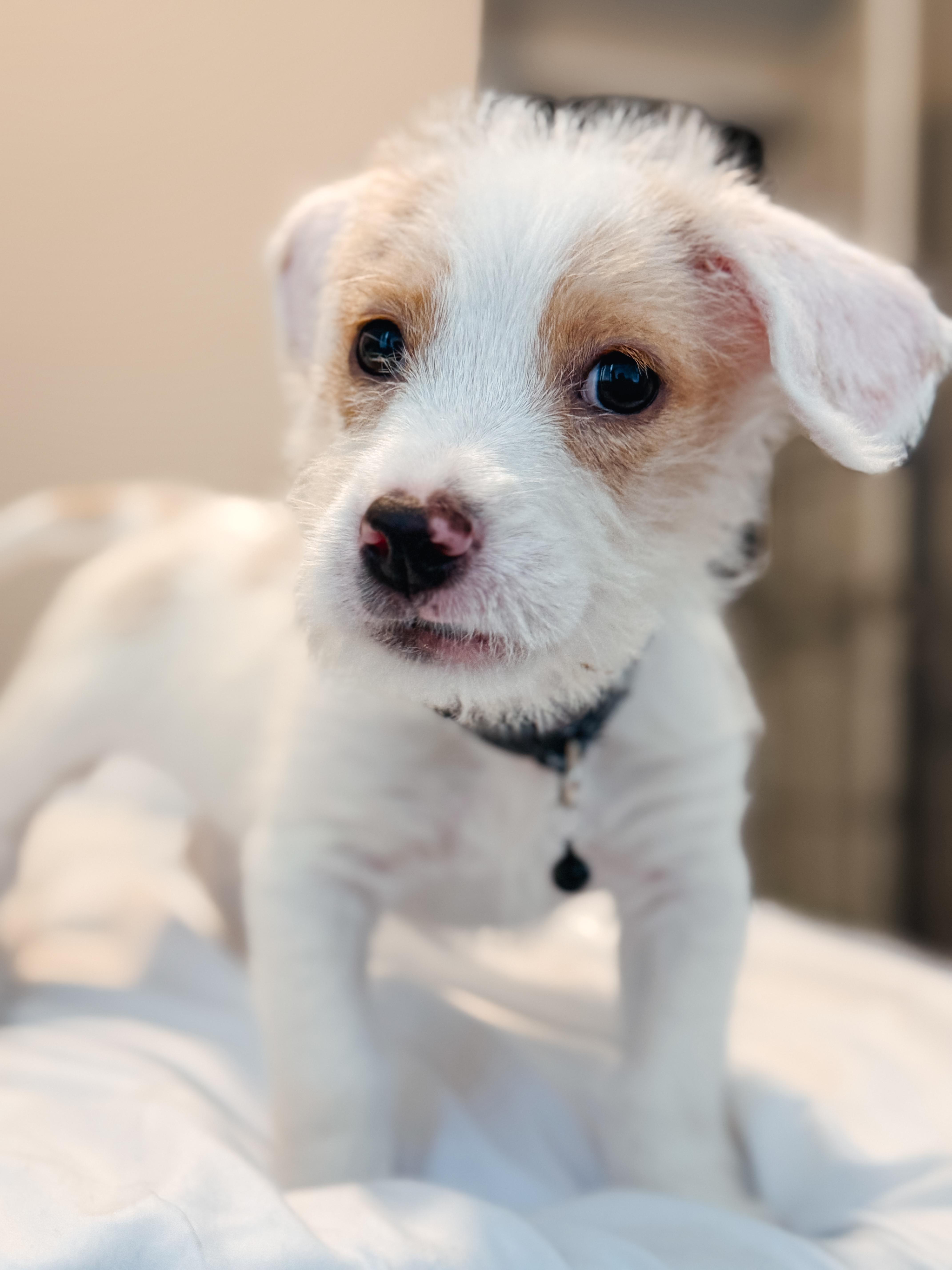 Enlarge Henry, an adopted mixed breed in Atlanta, GA image 4/6