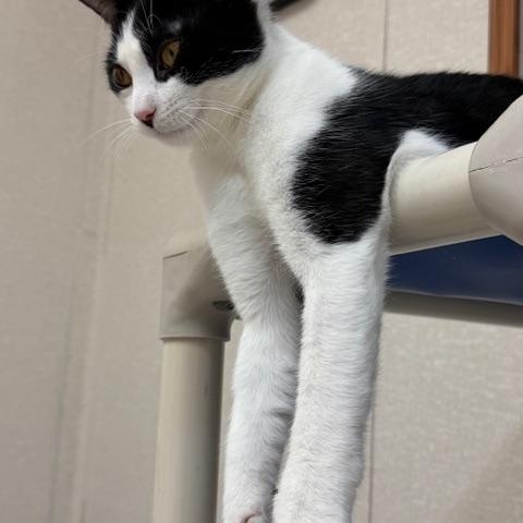 Dearly and Dava, ADOPTABLE, Kitten Female Domestic Short Hair.