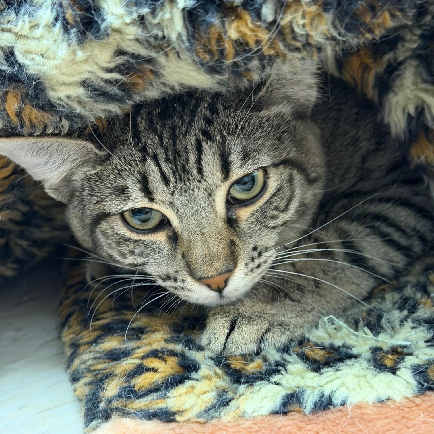 Dearly and Dava, a ADOPTABLE mixed breed in Salem, NH image 1/6