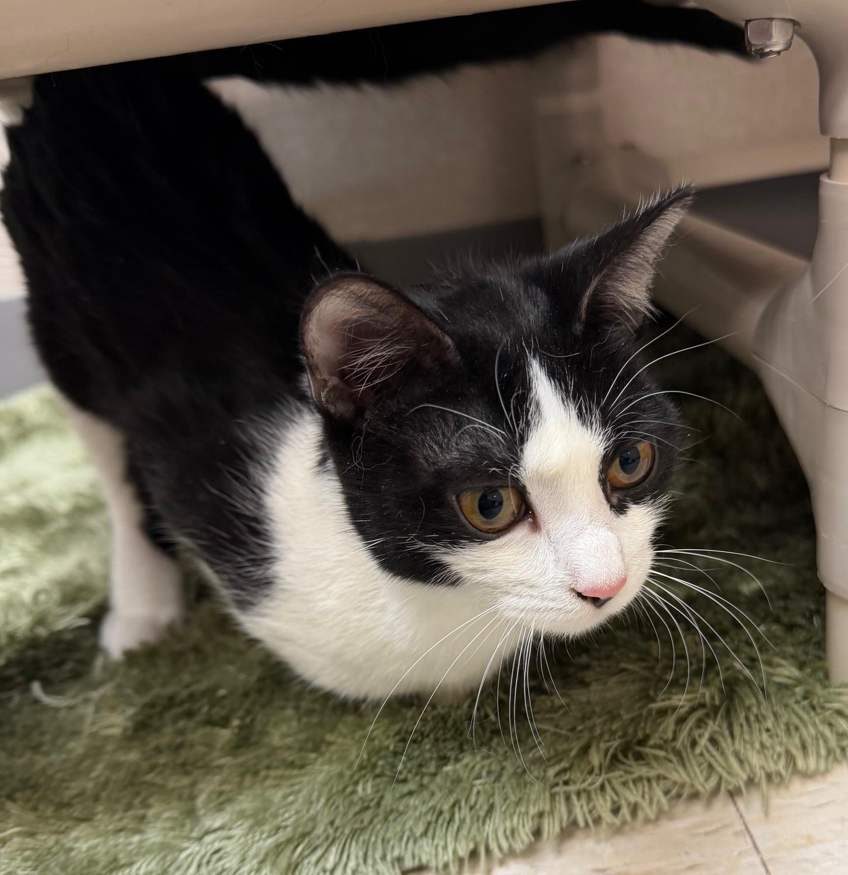 Dearly and Dava, a ADOPTABLE mixed breed in Salem, NH image 6/6