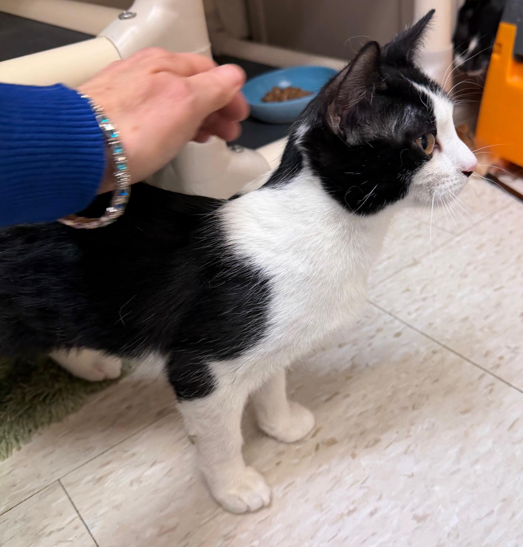 Dearly and Dava, a ADOPTABLE mixed breed in Salem, NH image 4/6