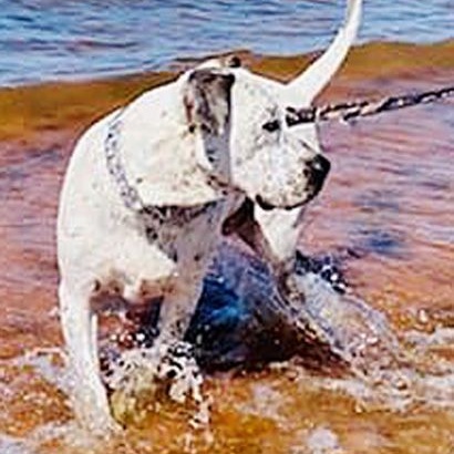 Enlarge Mason, a Adoptable mixed breed in Oklahoma City, OK image 10/12