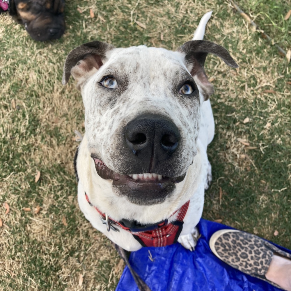 Enlarge Mason, a Adoptable mixed breed in Oklahoma City, OK image 11/12