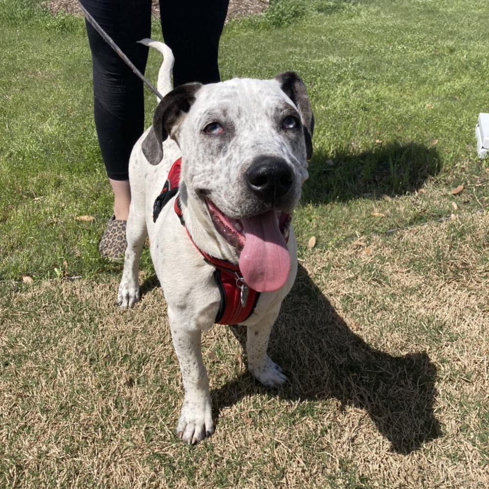 Enlarge Mason, a Adoptable mixed breed in Oklahoma City, OK image 8/12