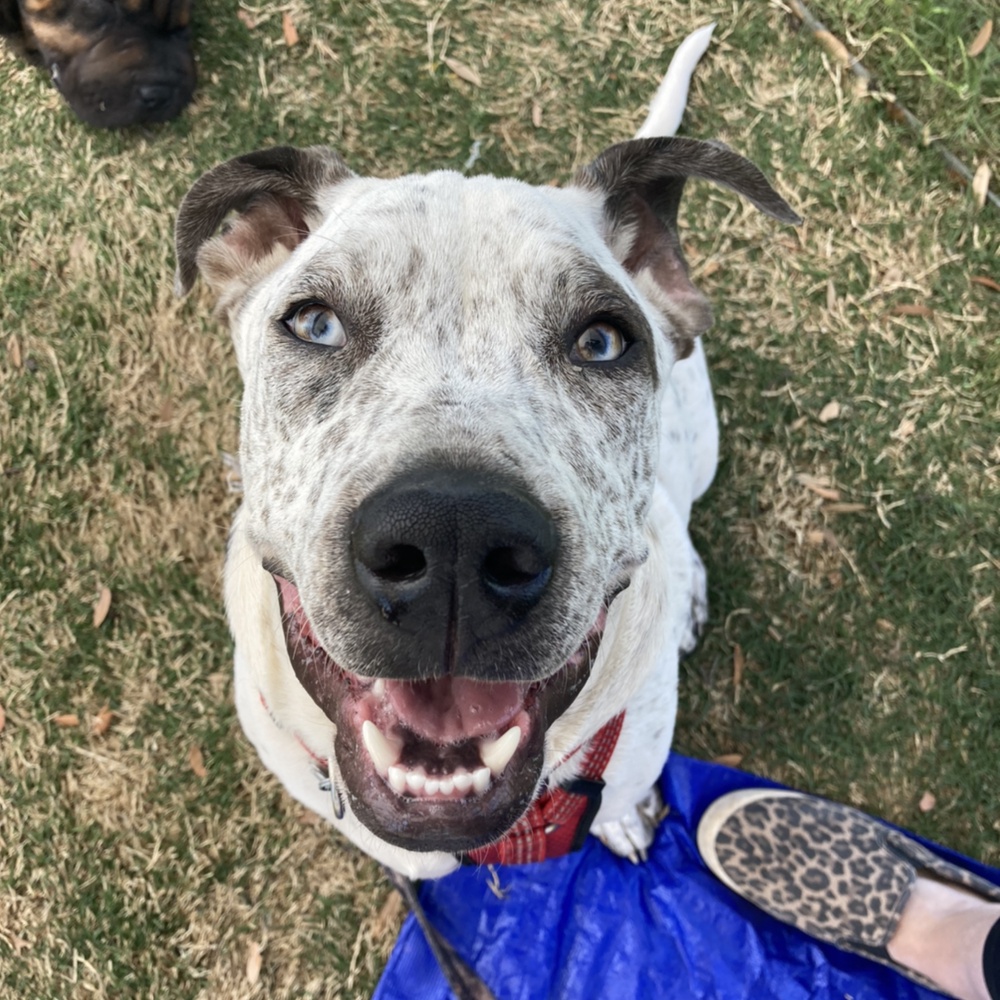 Enlarge Mason, a Adoptable mixed breed in Oklahoma City, OK image 12/12