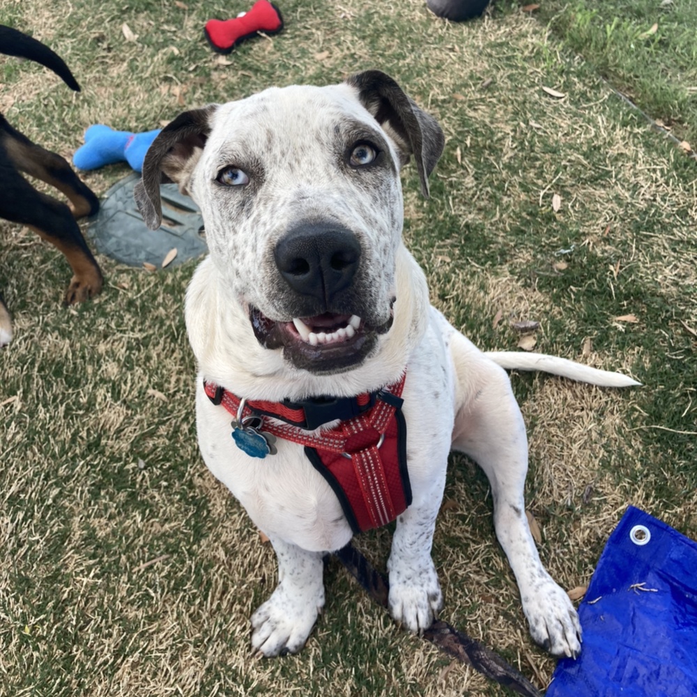 Enlarge Mason, a Adoptable mixed breed in Oklahoma City, OK image 9/12