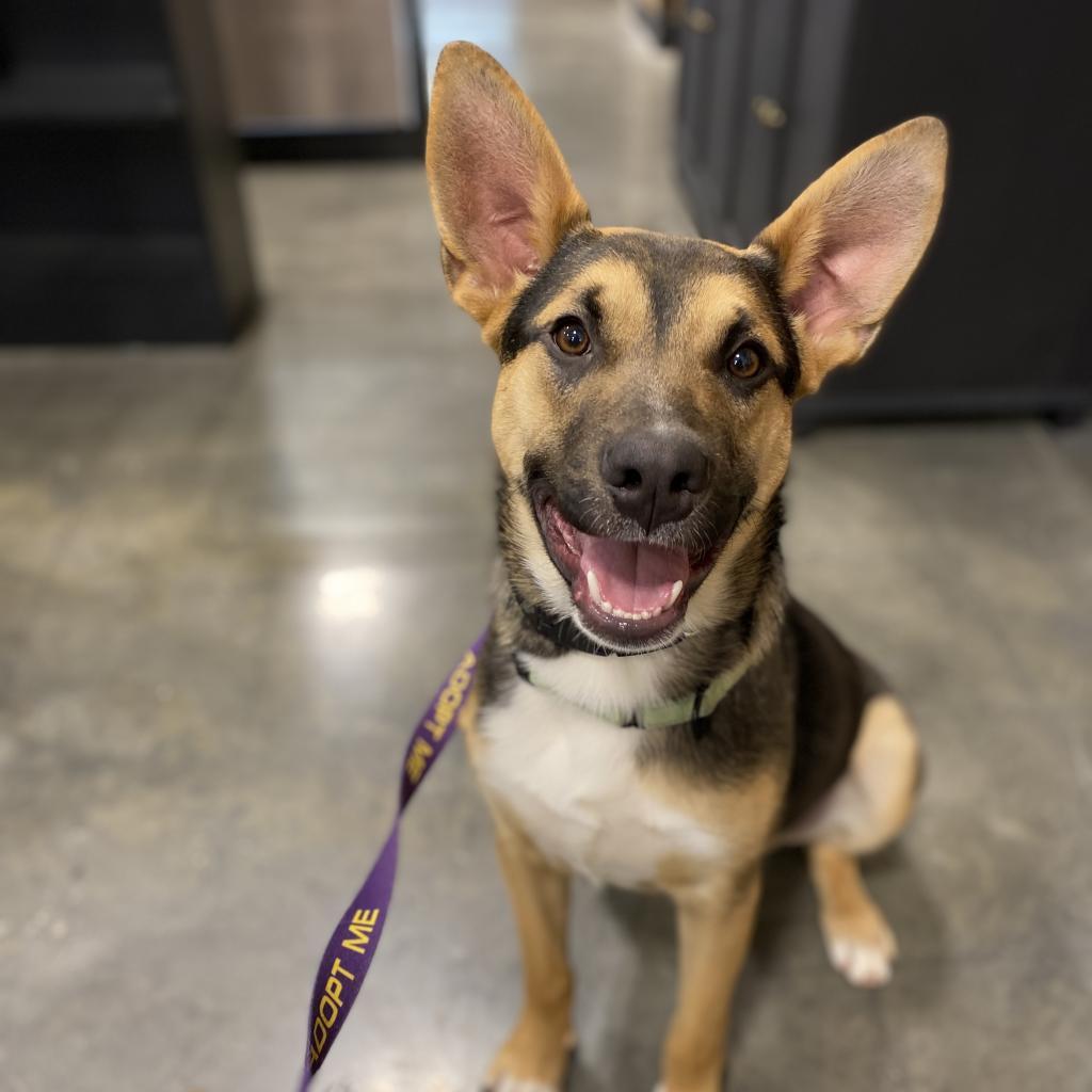 Clarence, a Adoptable mixed breed in Peachtree City, GA image 1/4