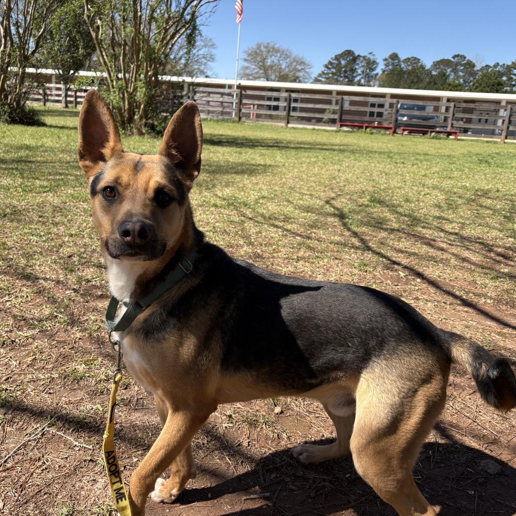 Enlarge Clarence, a Adoptable mixed breed in Peachtree City, GA image 4/6