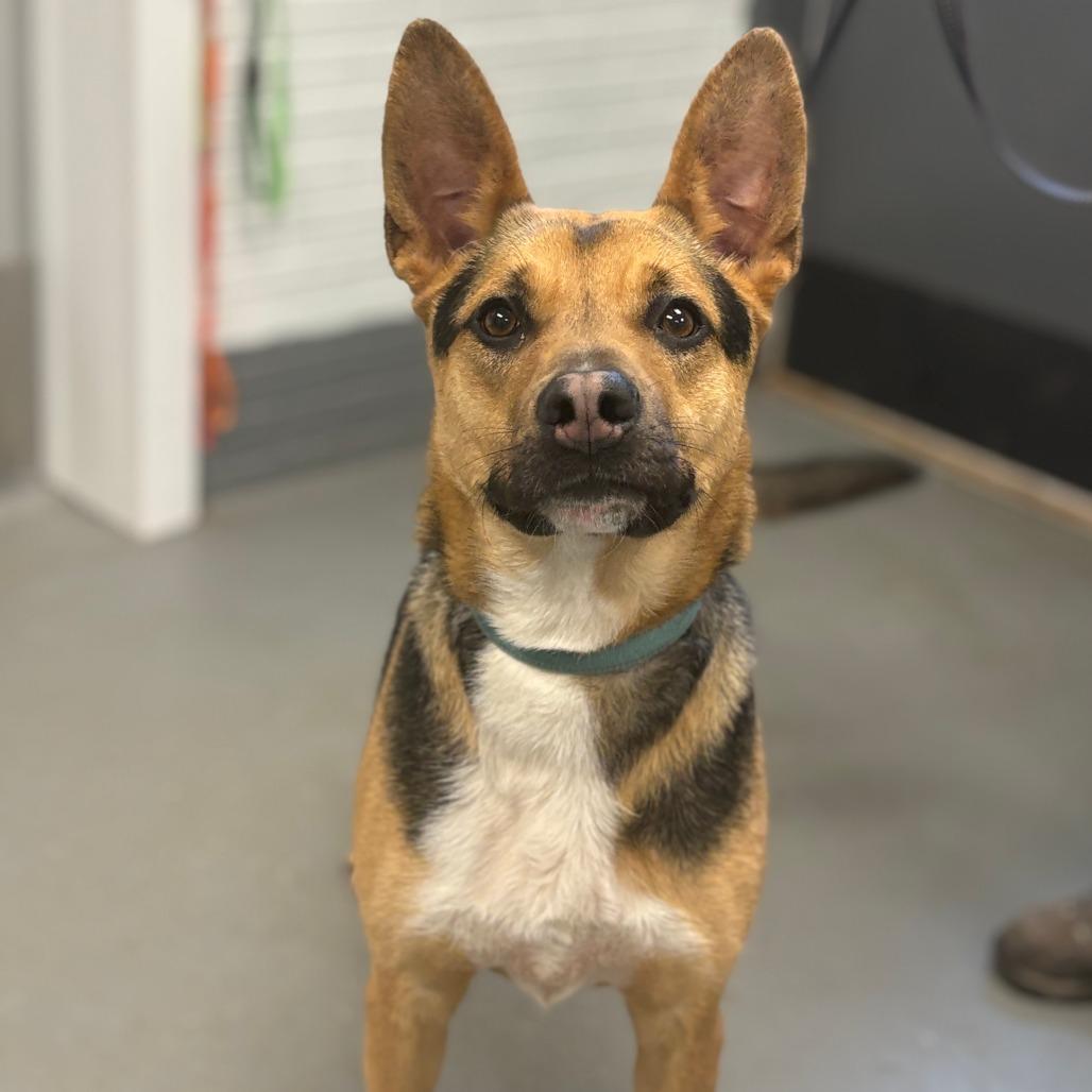 Enlarge Clarence, a Adoptable mixed breed in Peachtree City, GA image 5/6