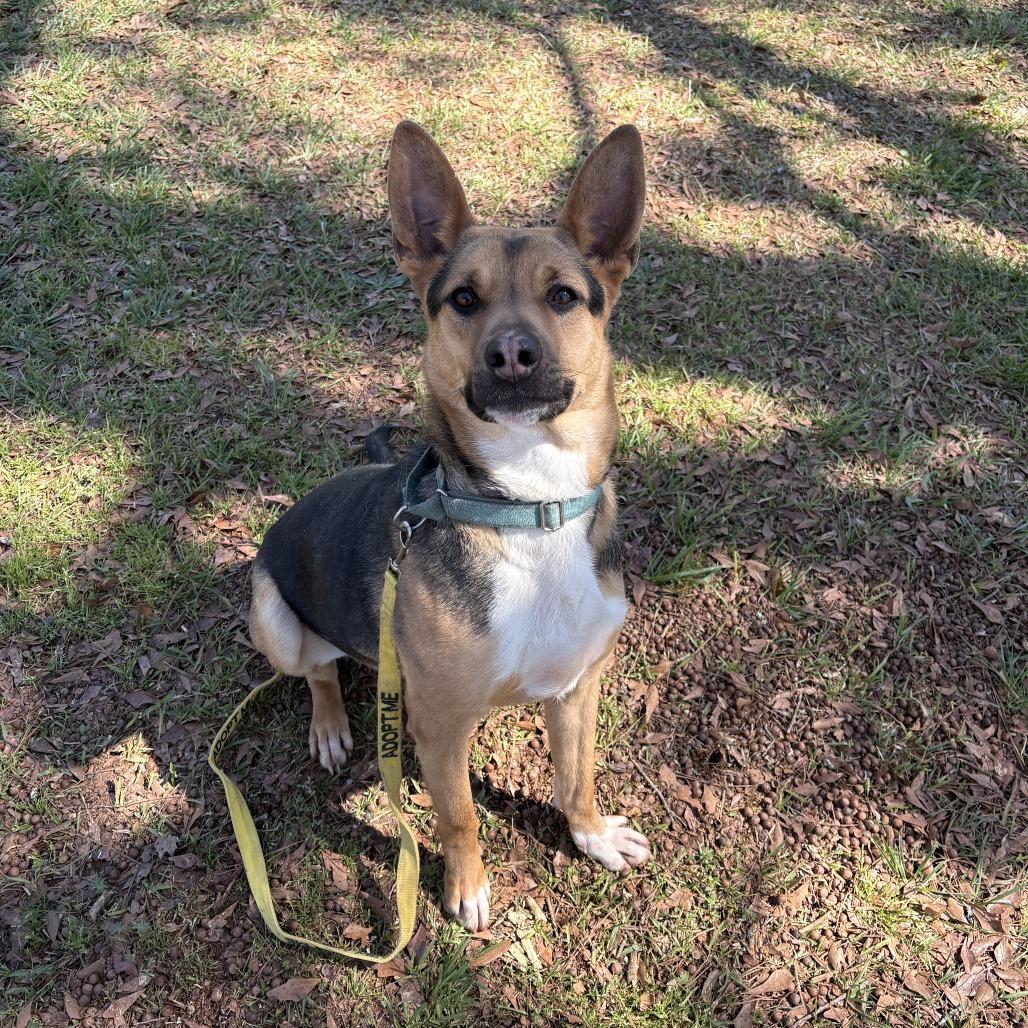 Enlarge Clarence, a Adoptable mixed breed in Peachtree City, GA image 5/6