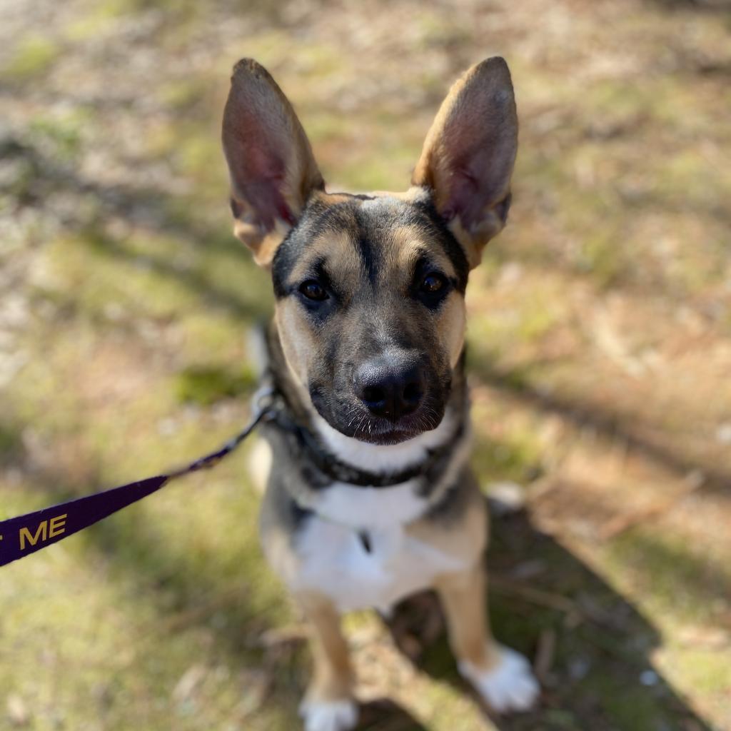 Clarence, a Adoptable mixed breed in Peachtree City, GA image 4/4