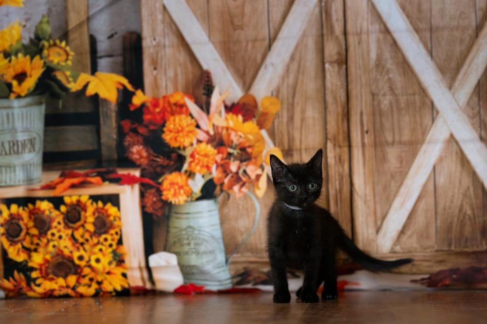 Veruca Salt, Adoptable, Adult Female Domestic Short Hair.