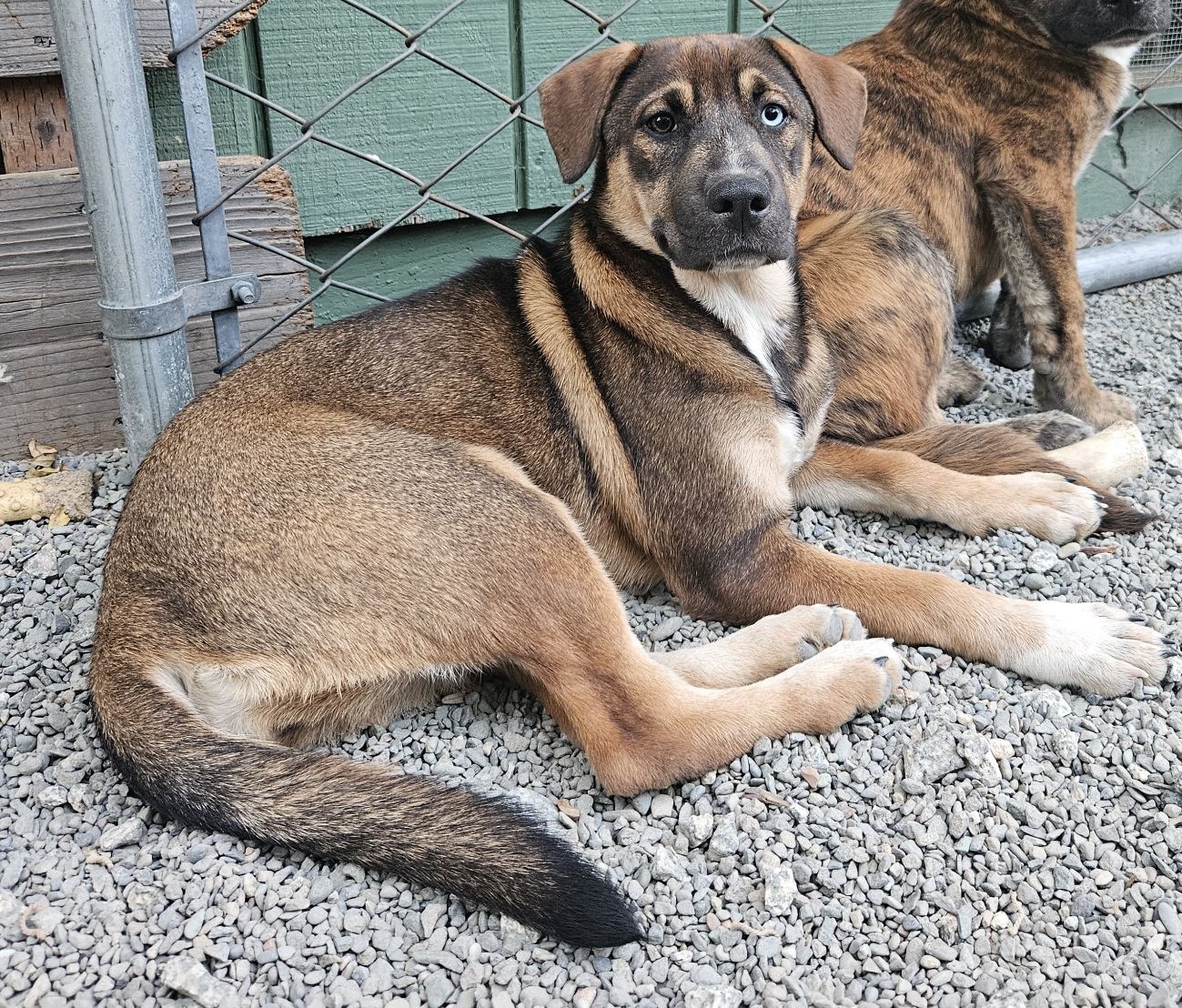 Enlarge Sky, a Adopted mixed breed in San Jose, CA image 2/6
