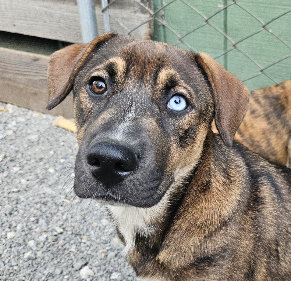 Enlarge Sky, a Adopted mixed breed in San Jose, CA image 1/6
