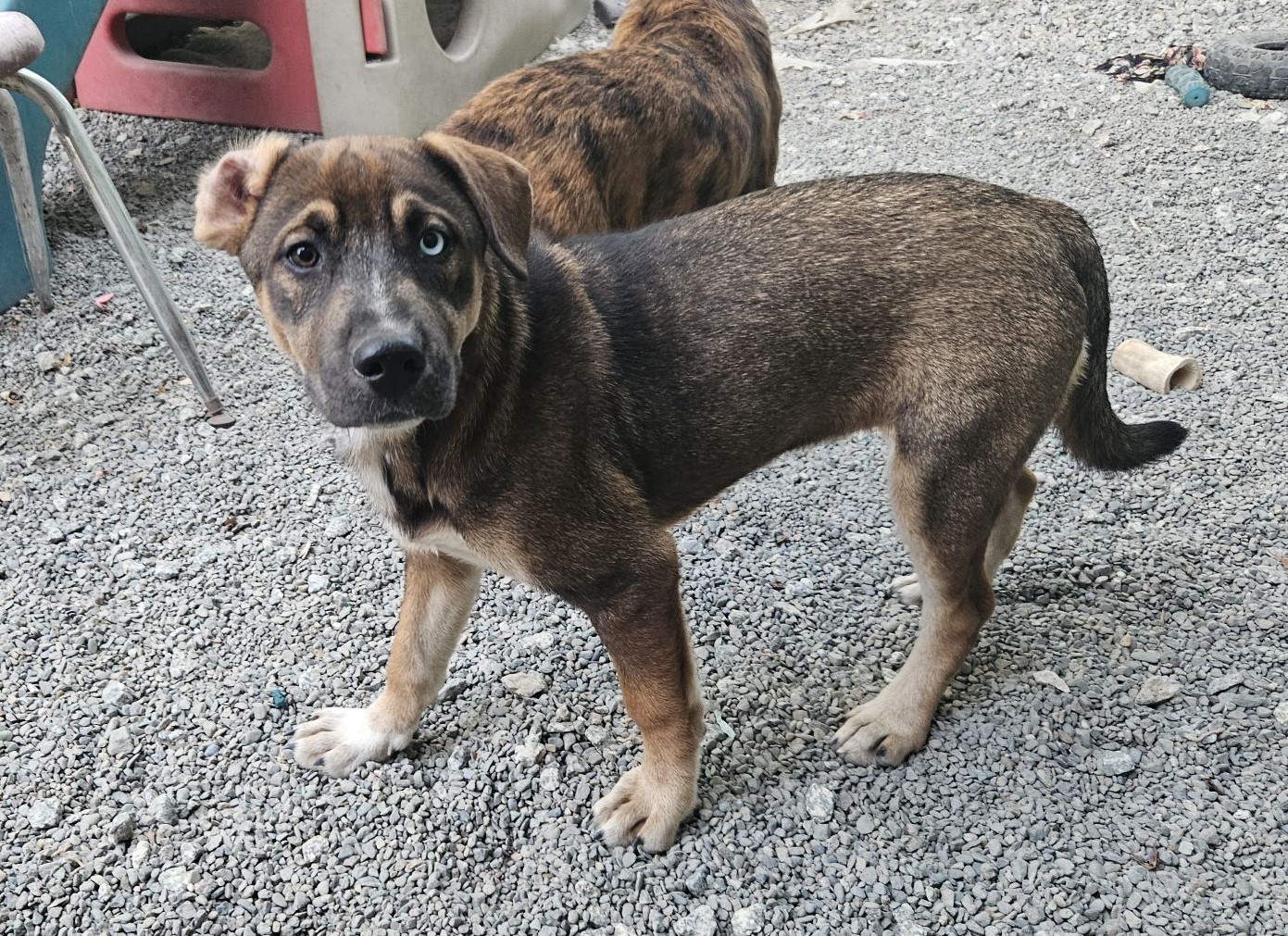 Enlarge Sky, a Adopted mixed breed in San Jose, CA image 4/6