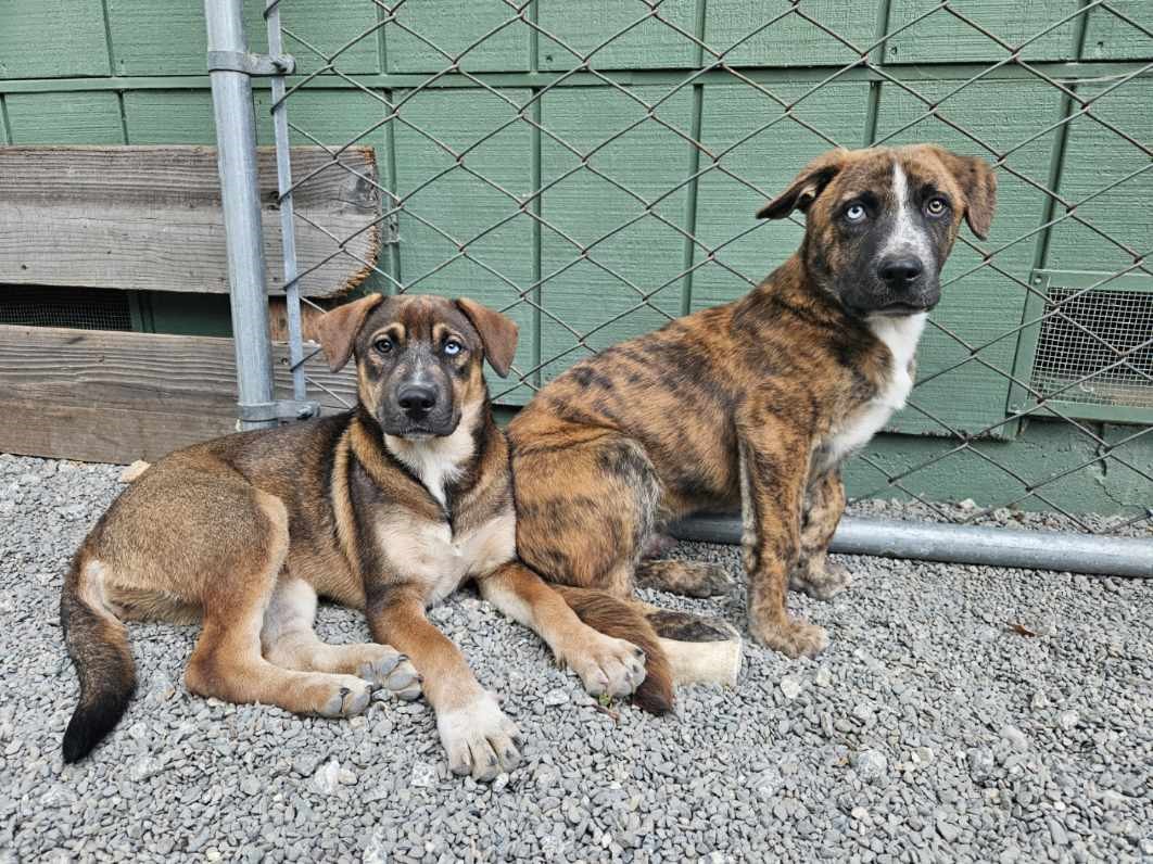 Enlarge Sky, a Adopted mixed breed in San Jose, CA image 6/6