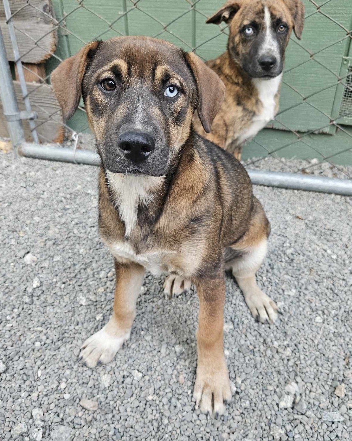 Enlarge Sky, a Adopted mixed breed in San Jose, CA image 3/6