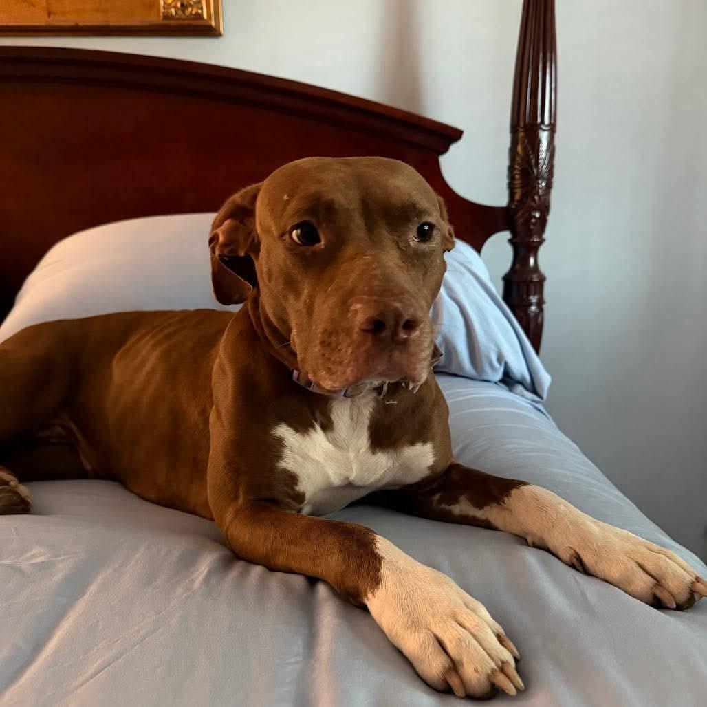 Red (20260803-02), an adopted mixed breed in Niagara on the Lake, ON image 2/5