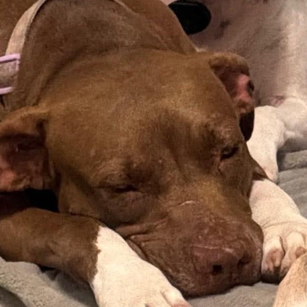 Red (20260803-02), adopted, Young Female Chocolate Labrador Retriever.