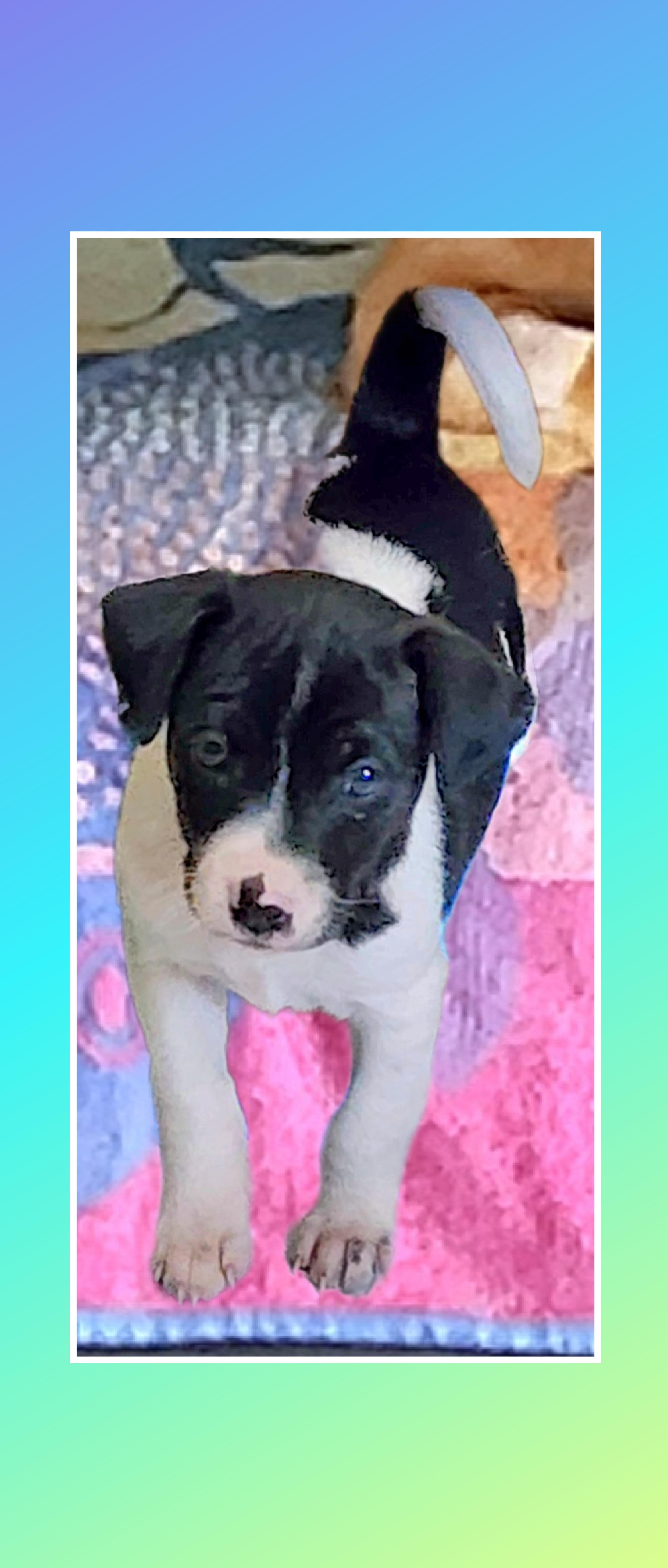 Enlarge Mickey, a Adoptable mixed breed in Lake Geneva, WI image 1/6