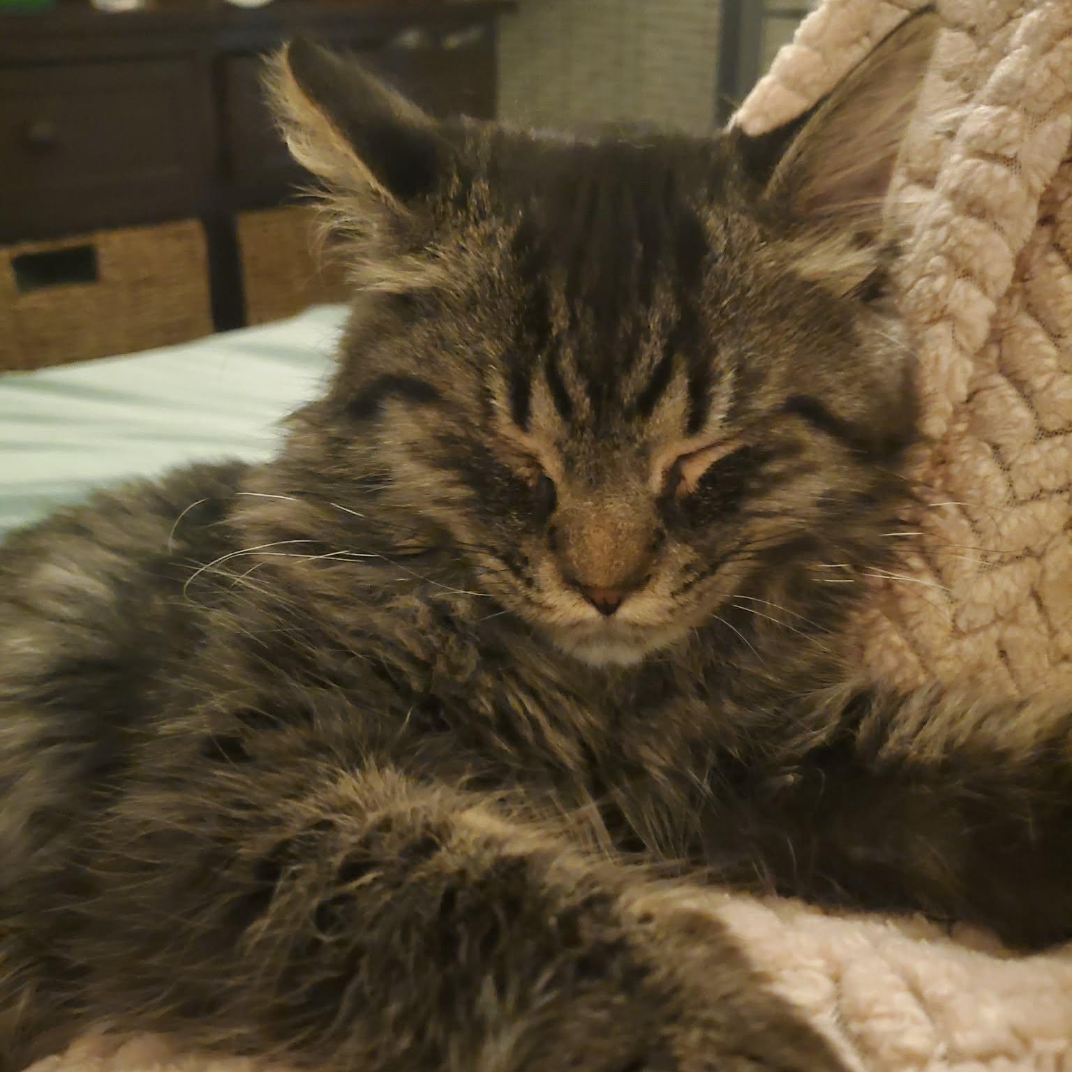 Enlarge Ozzy, a Adopted Tabby in Fairborn, OH image 5/5