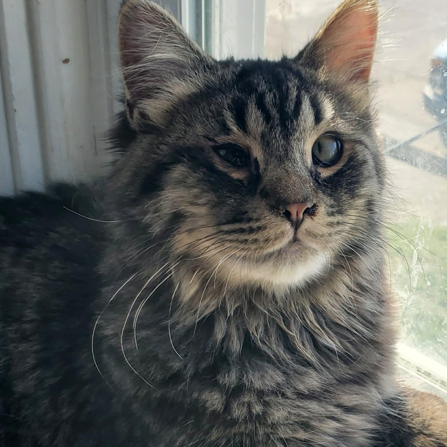 Enlarge Ozzy, a Adopted Tabby in Fairborn, OH image 2/5