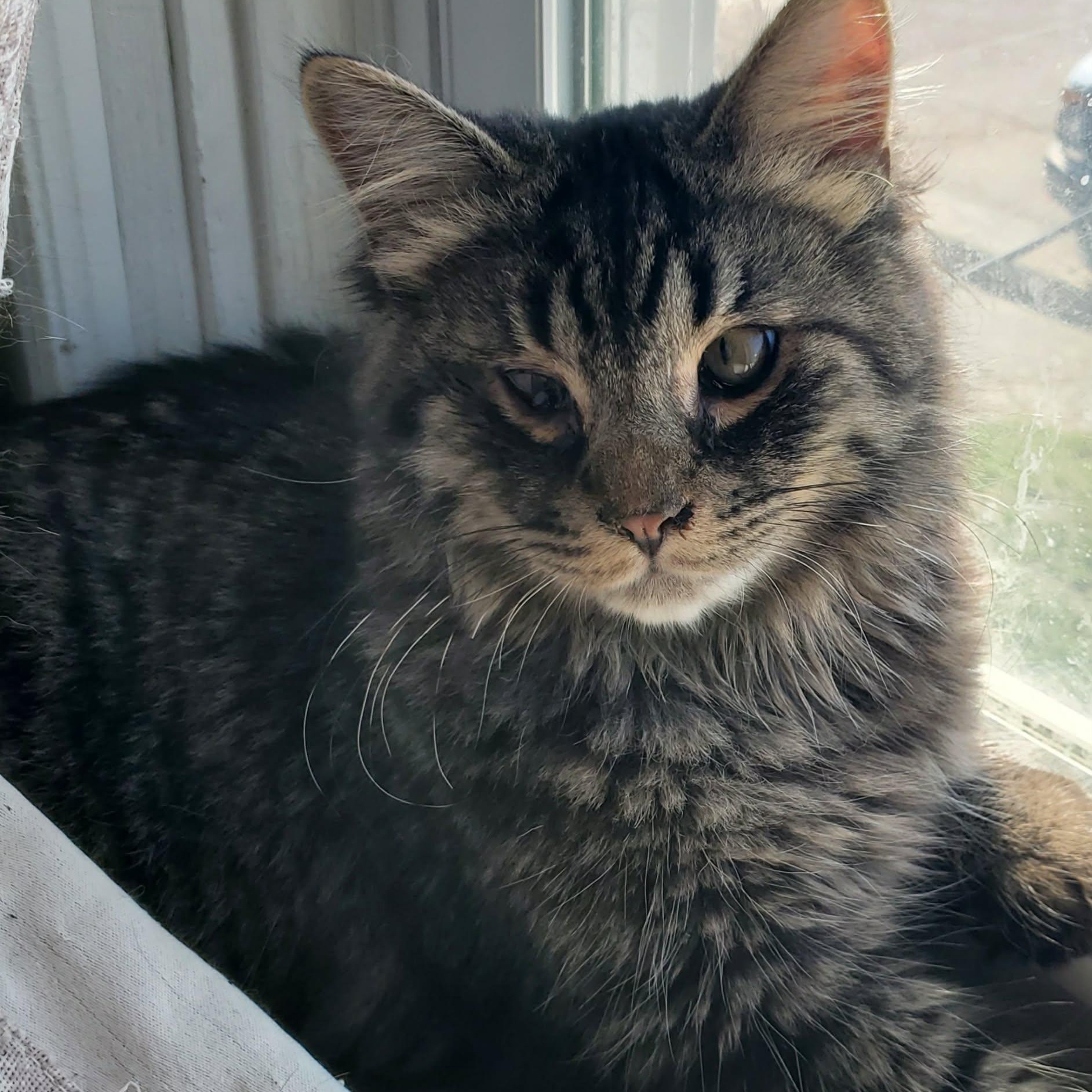 Ozzy, Adopted, Kitten Male Tabby.