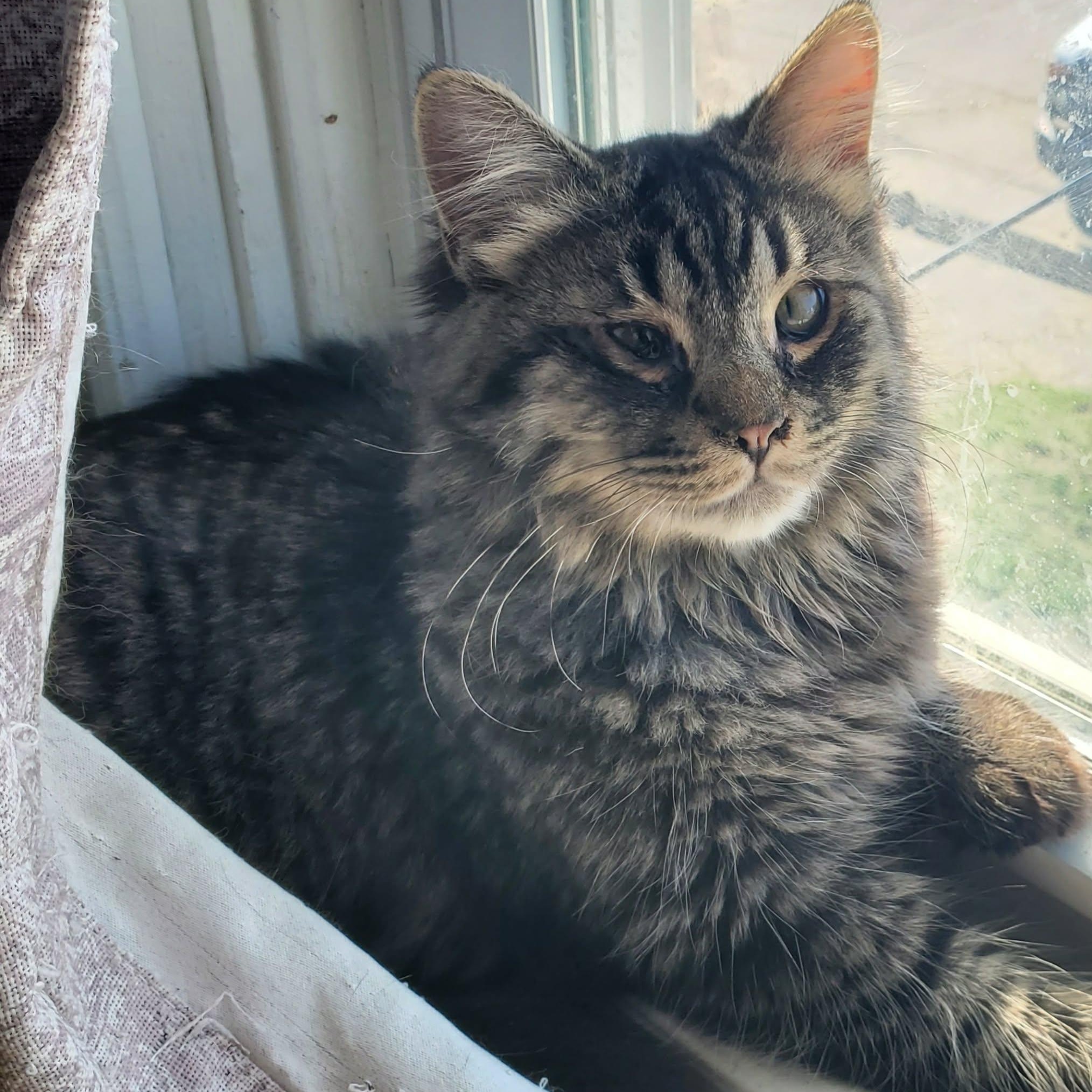 Enlarge Ozzy, a Adopted Tabby in Fairborn, OH image 4/5