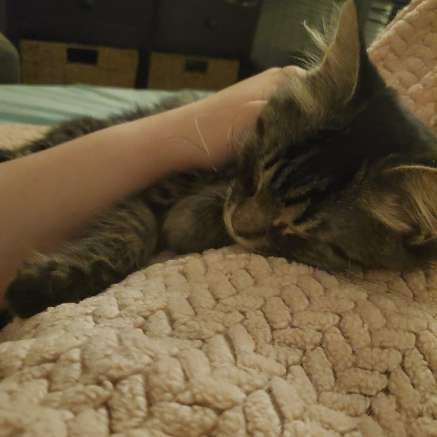 Enlarge Ozzy, a Adopted Tabby in Fairborn, OH image 3/5