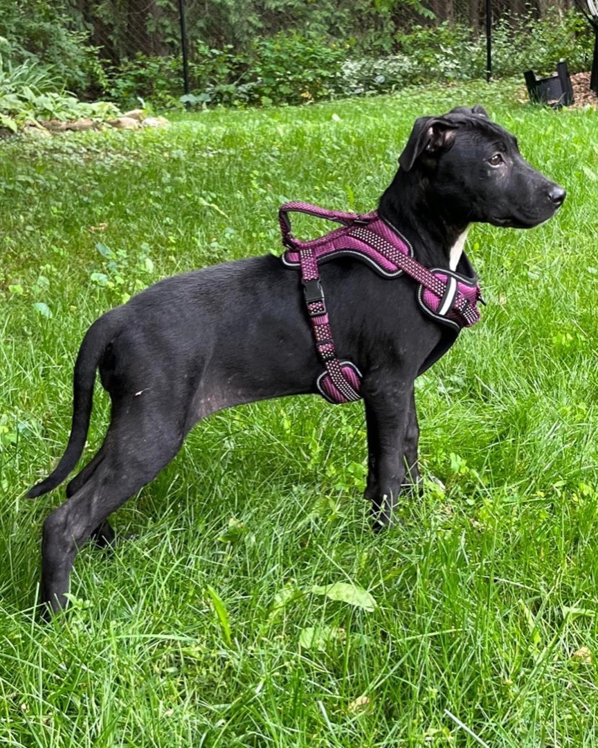 MEW (I'm a girl!), Adopted, Puppy Female Black Labrador Retriever & American Bulldog.