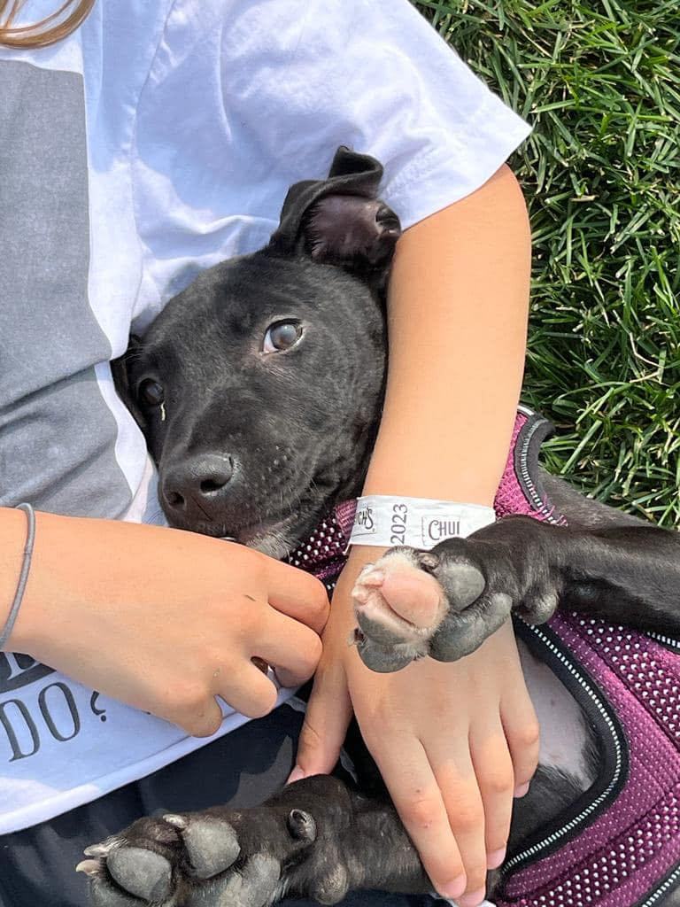 Enlarge MEW (I'm a girl!), a Adopted mixed breed in Newmarket, ON image 2/6