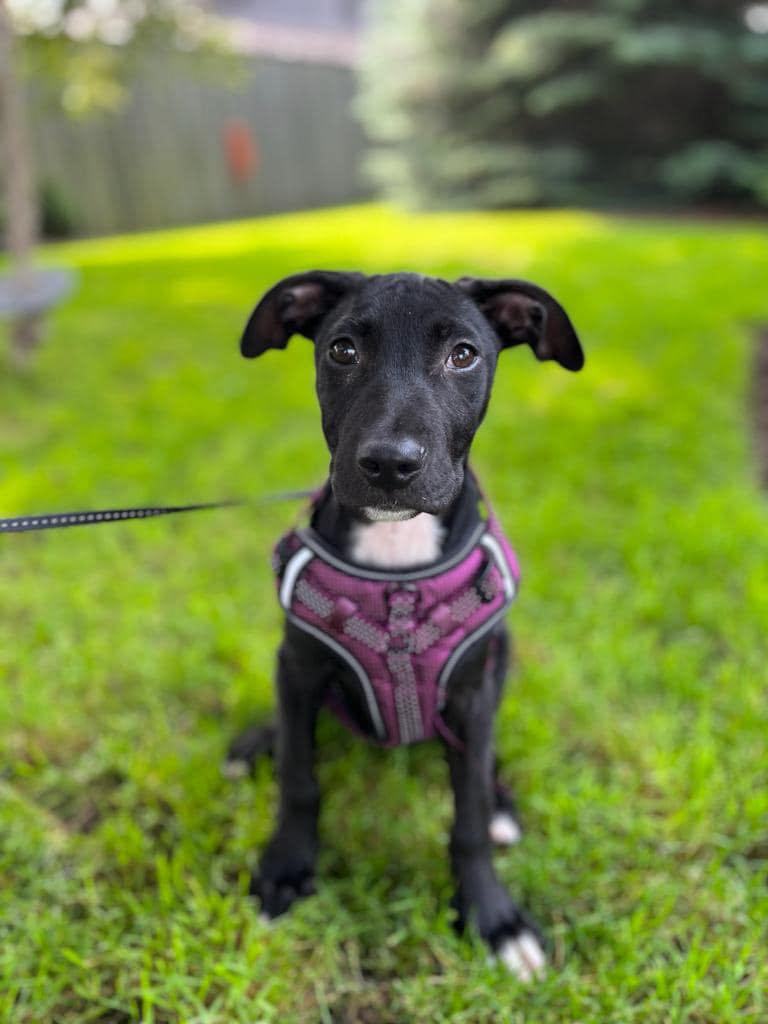 Enlarge MEW (I'm a girl!), a Adopted mixed breed in Newmarket, ON image 4/6