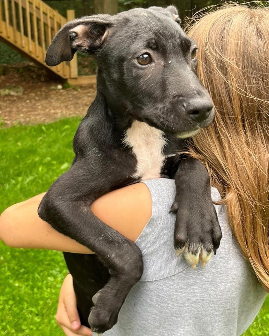 Enlarge MEW (I'm a girl!), a Adopted mixed breed in Newmarket, ON image 5/6