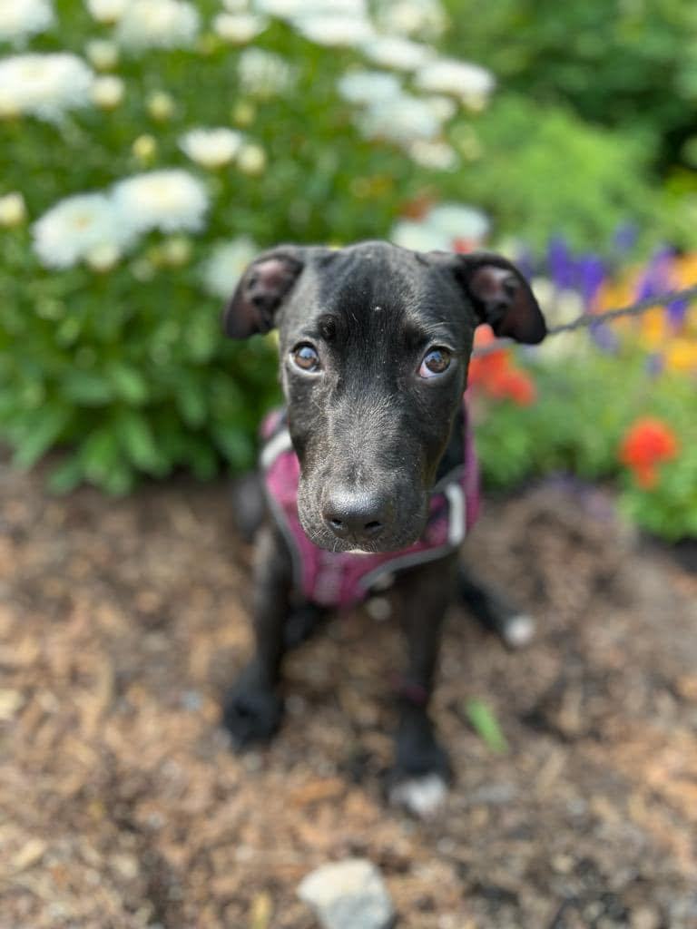 Enlarge MEW (I'm a girl!), a Adopted mixed breed in Newmarket, ON image 6/6