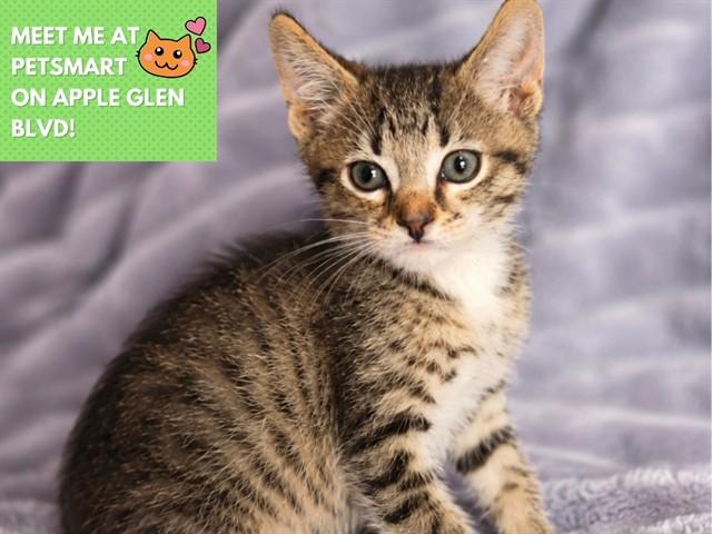 HARRY, Adoptable, Kitten Male Domestic Short Hair.