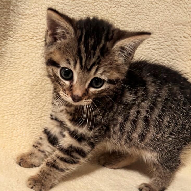 Tilly, ADOPTABLE, Kitten Female American Shorthair.