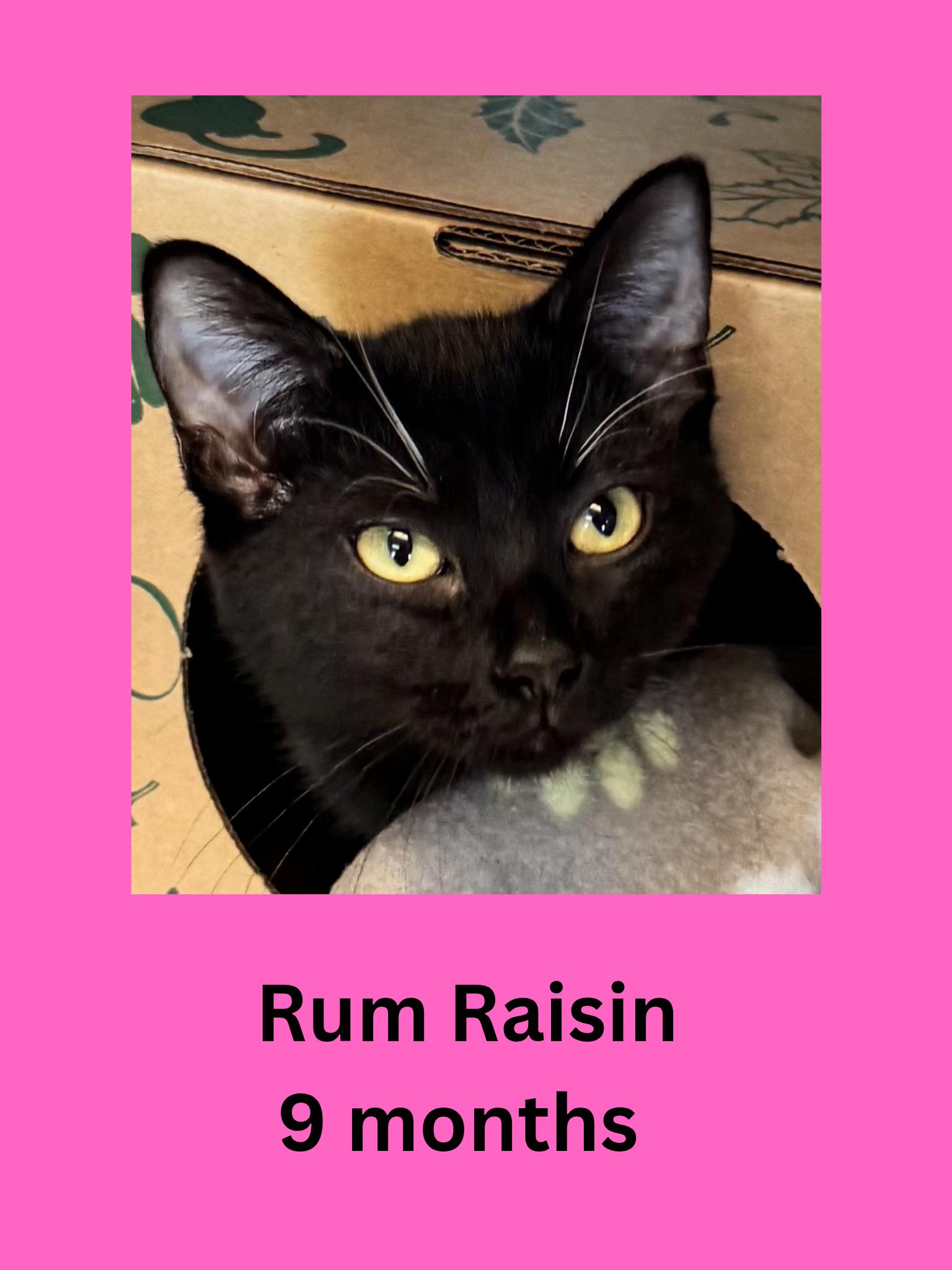 Enlarge Rum Raisin, an adopted Domestic Short Hair in Ravenna, OH image 1/1
